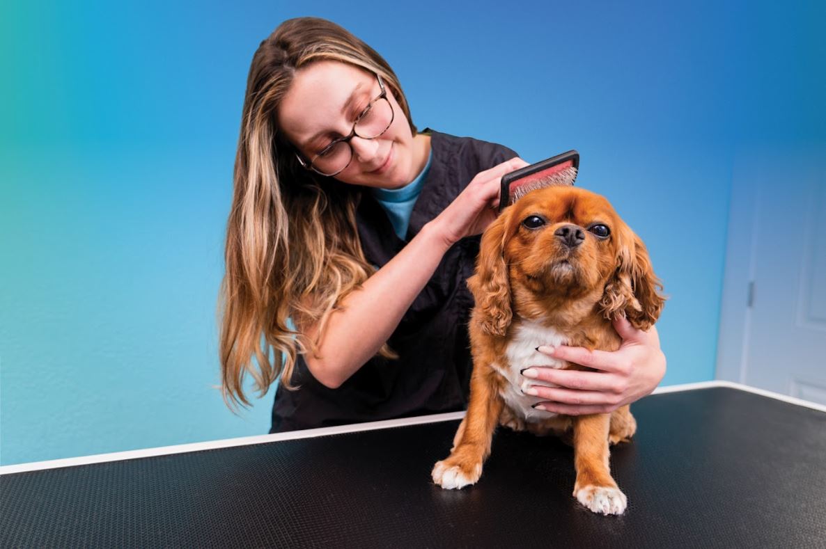 Pet Paradise Grooming