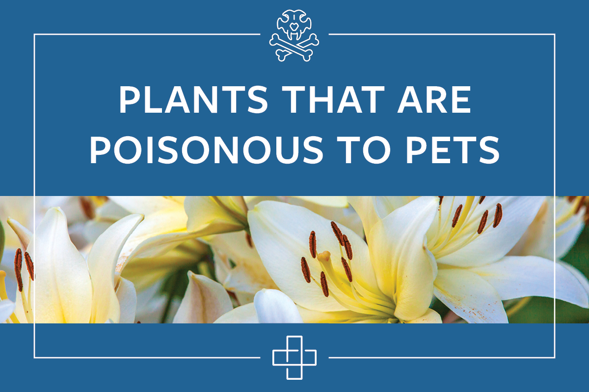 Plants That are Poisonous to Pets