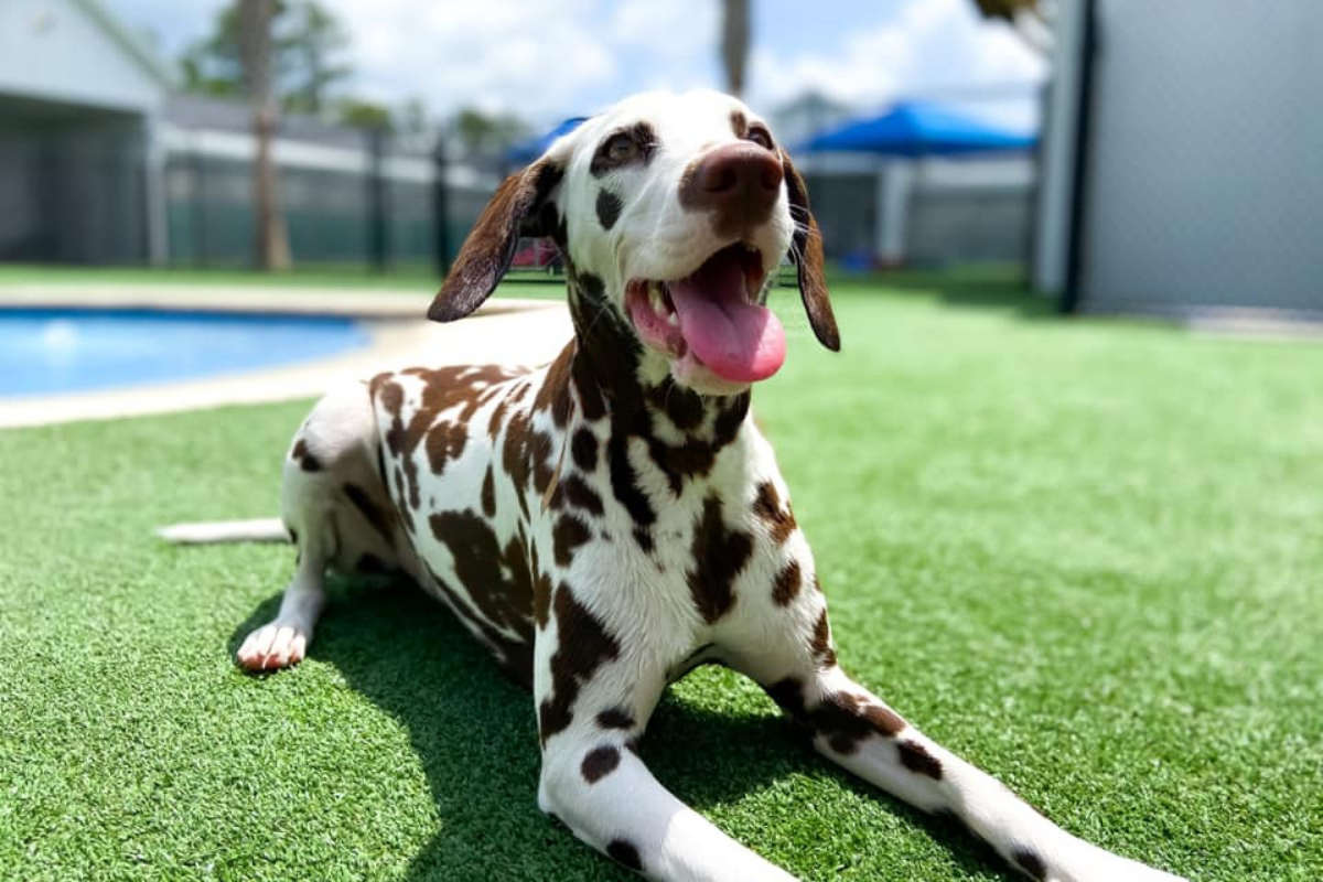 dalmatian laying down