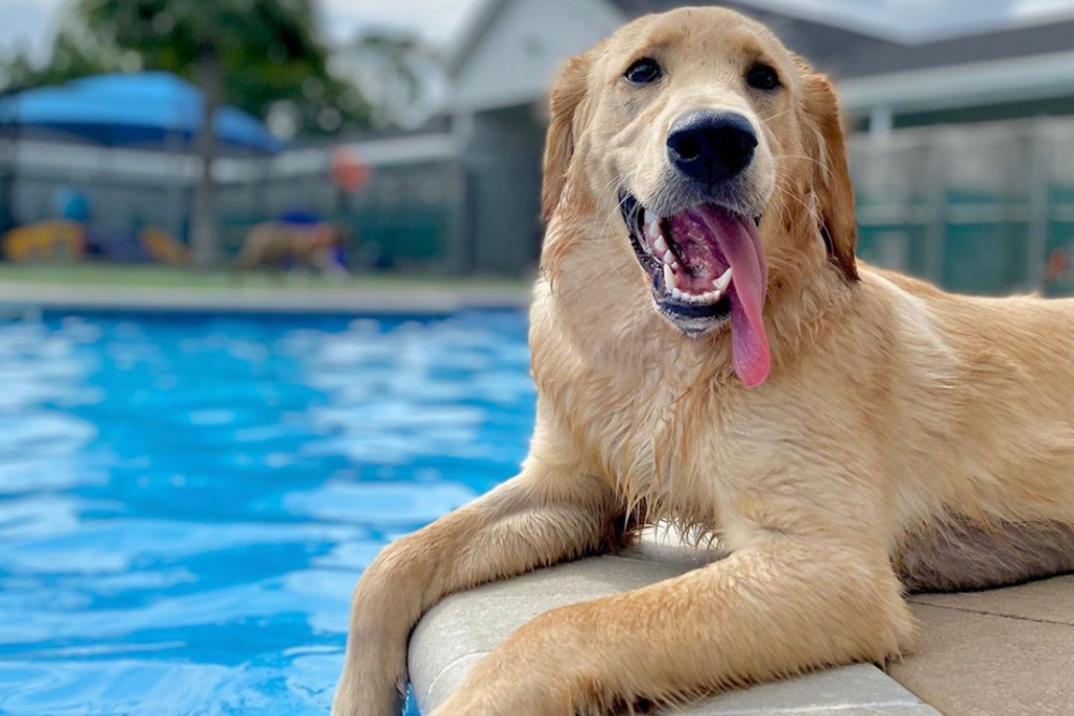 dog laying by pool