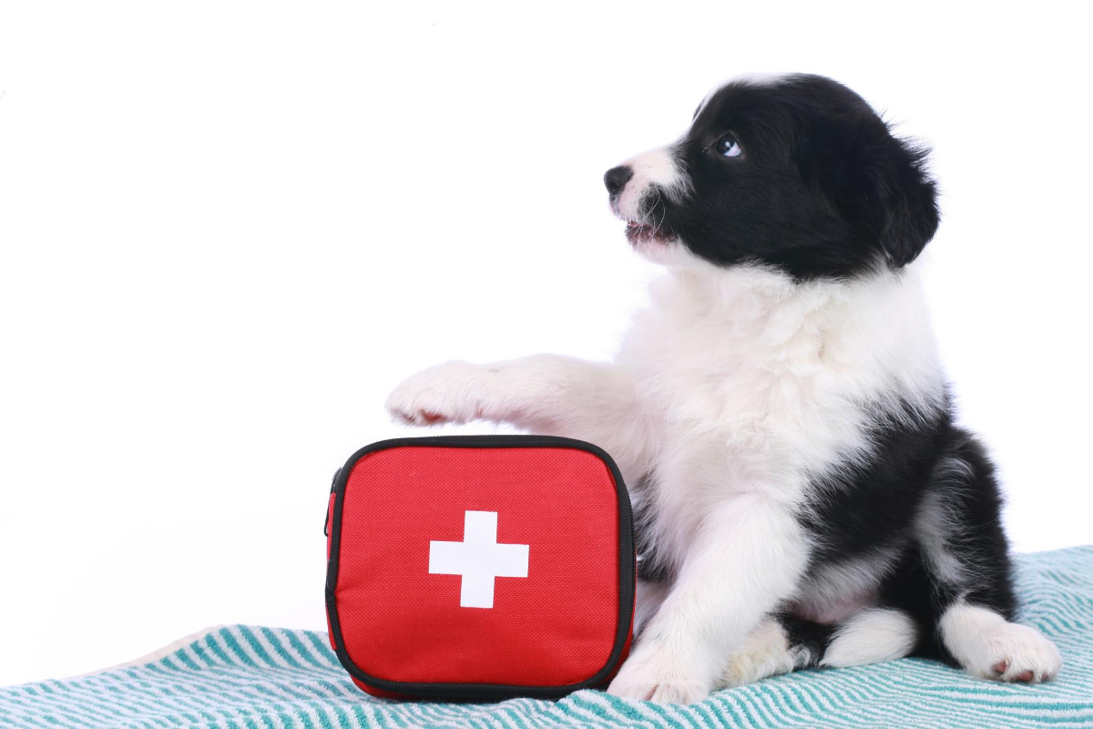 Dog with first aid kit