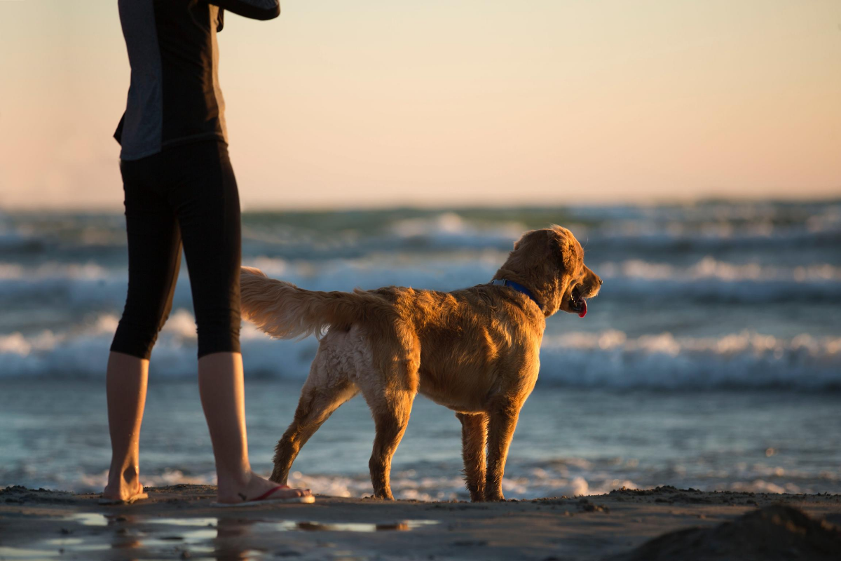 dog at beach with owner