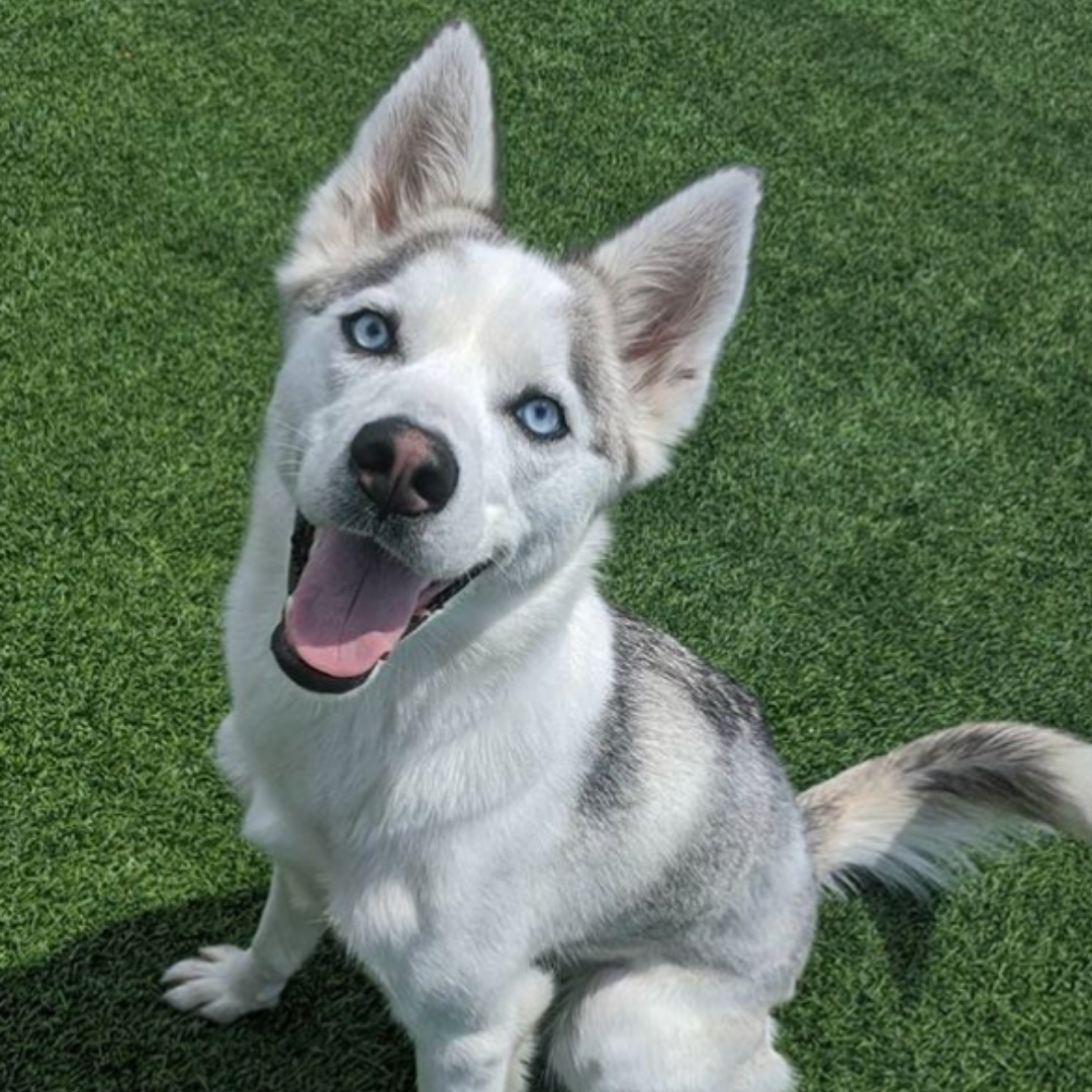 siberian husky