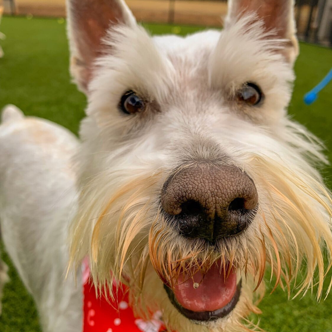 mini schnauzer