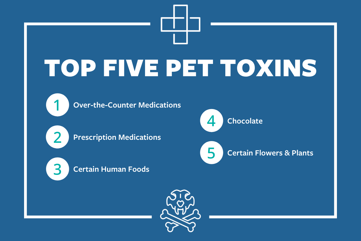 Top 5 Pet Toxins